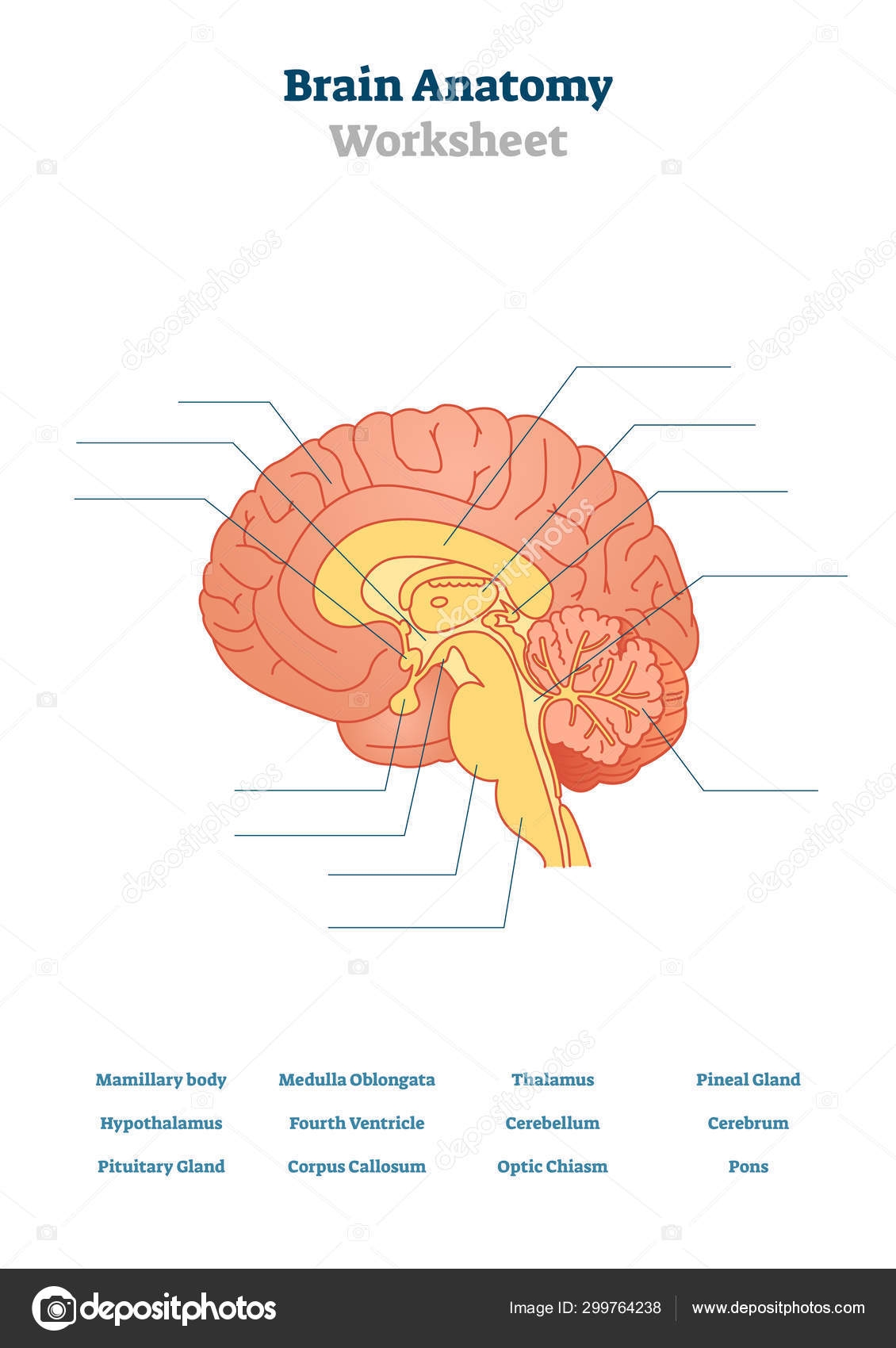 Lateral View Of The Brain Blank