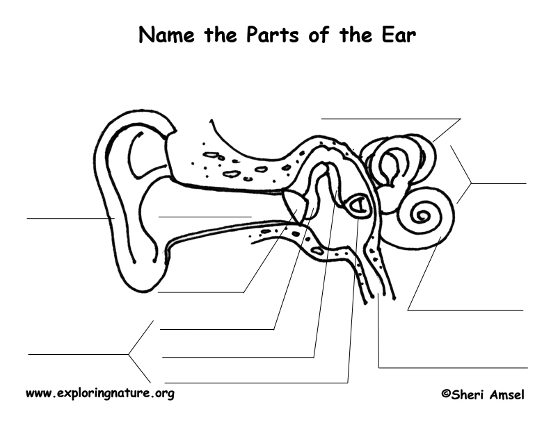 Parts Of The Ear Fill In The Blank Parts Of The Ear Fill In The Blank
