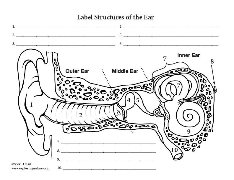 Parts Of The Ear Fill In The Blank Parts Of The Ear Fill In The Blank