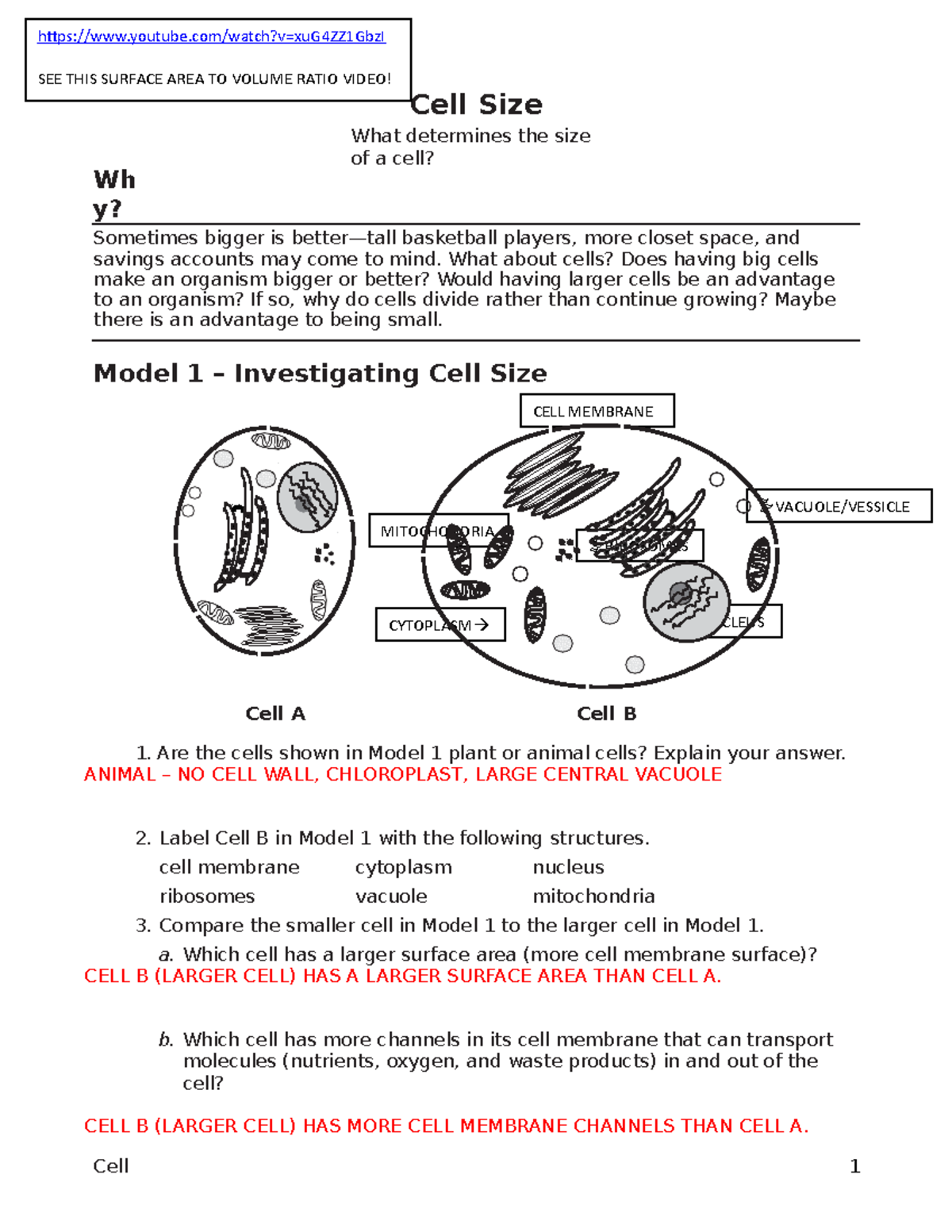 Pogil Cell Size KEY Wh Y Cell Size What Determines The Size Of A Pogil Cell Size KEY Wh Y Cell Size What Determines The Size Of A