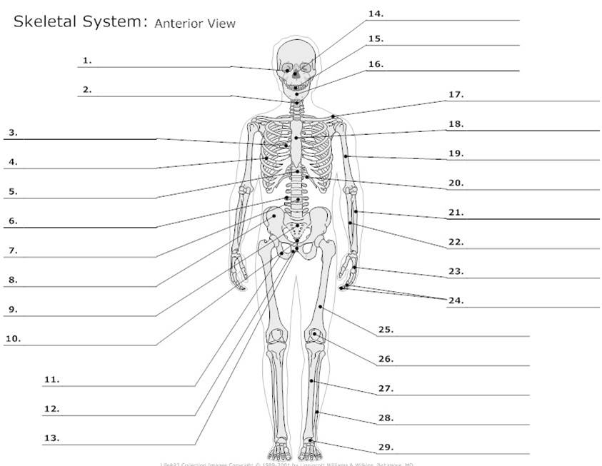 Printable Body Regions Labeling Worksheet