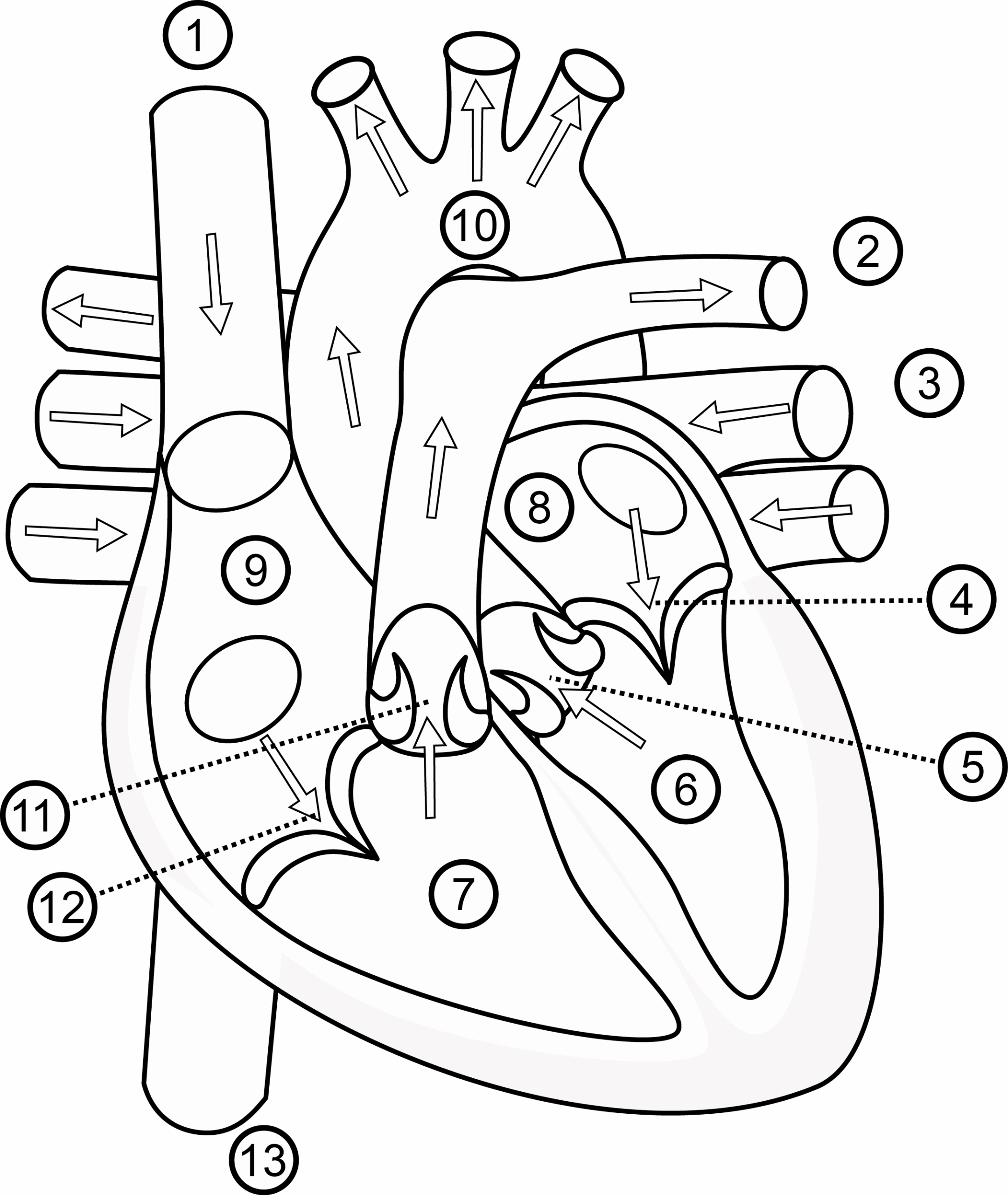 Printable Heart Diagram Printable Heart Diagram