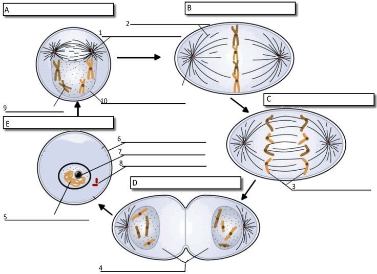 Stages Of Mitosis Worksheets