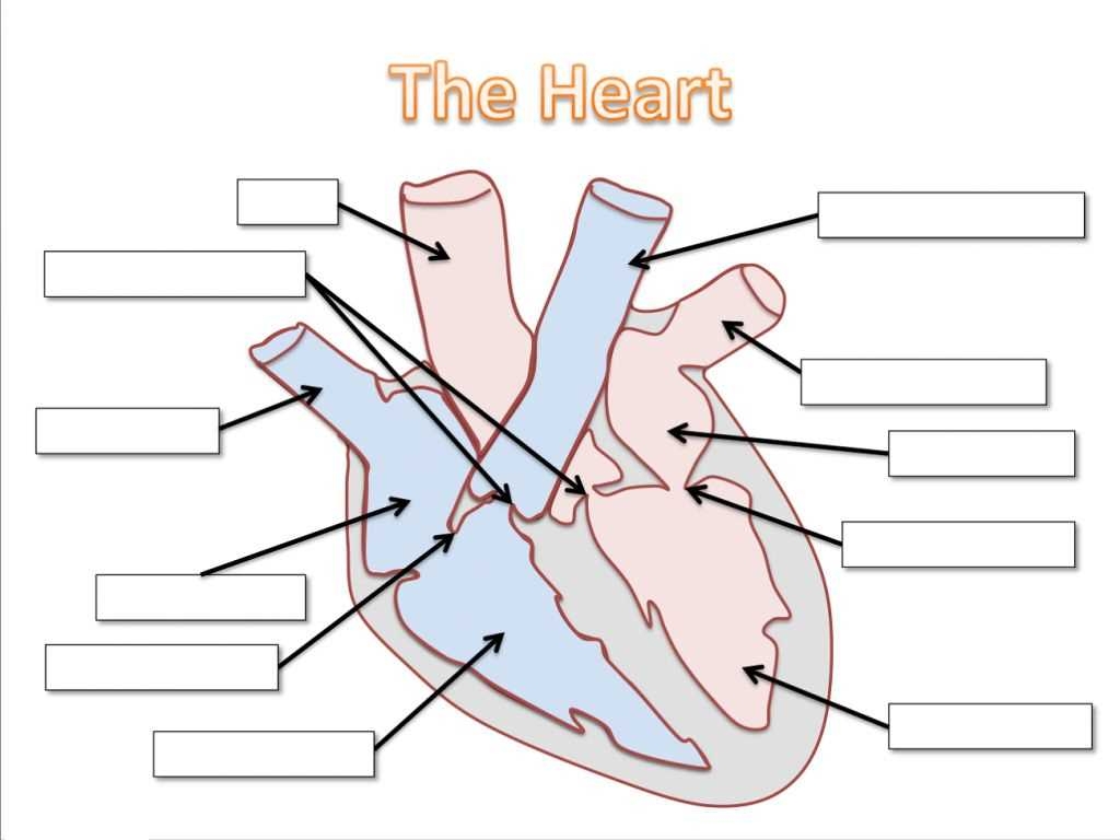 The Anatomy Of The Heart A Comprehensive Blank Diagram For Understanding The Anatomy Of The Heart A Comprehensive Blank Diagram For Understanding