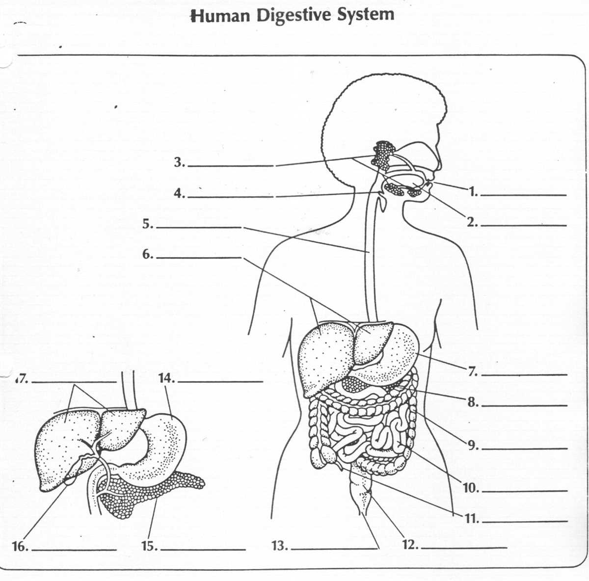 The Complete Guide To Understanding The Digestive System A Blank Diagram