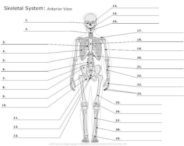Human Anatomy Posterior And Anterior Printable Blank