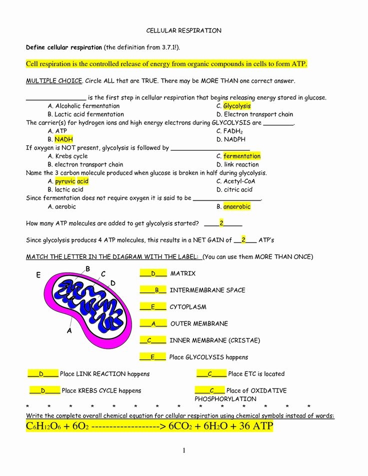 TRANSPORT IN CELLS POGIL ANSWERS TRANSPORT IN CELLS POGIL ANSWERS