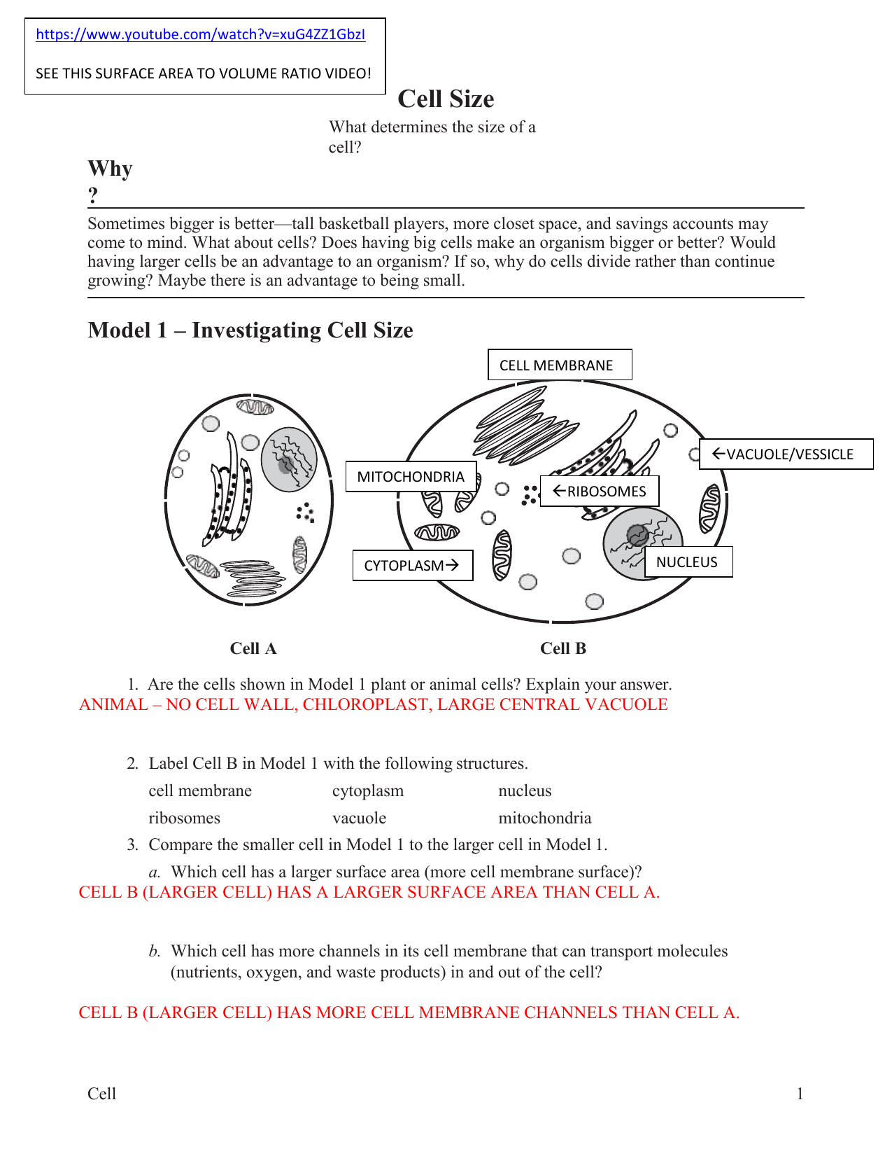 Transport In Cells Pogil Transport Informations Lane Transport In Cells Pogil Transport Informations Lane