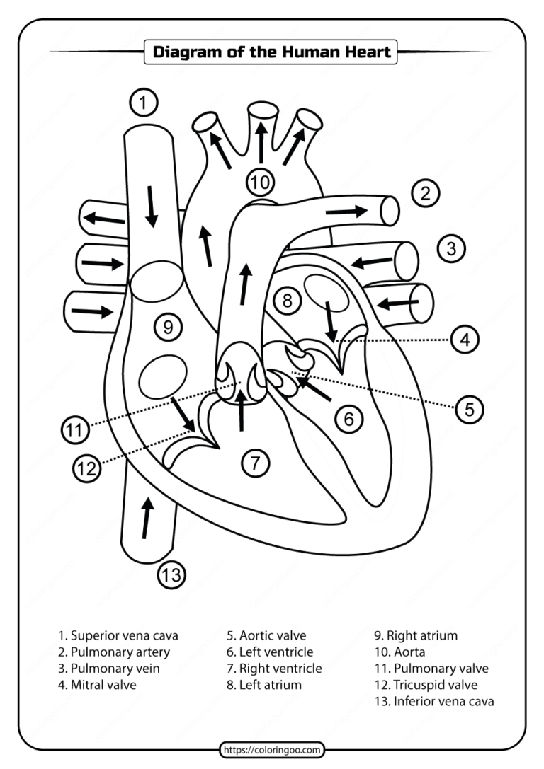 Worksheets Printable Diagram Of The Heart Ronald Worksheets Worksheets Printable Diagram Of The Heart Ronald Worksheets