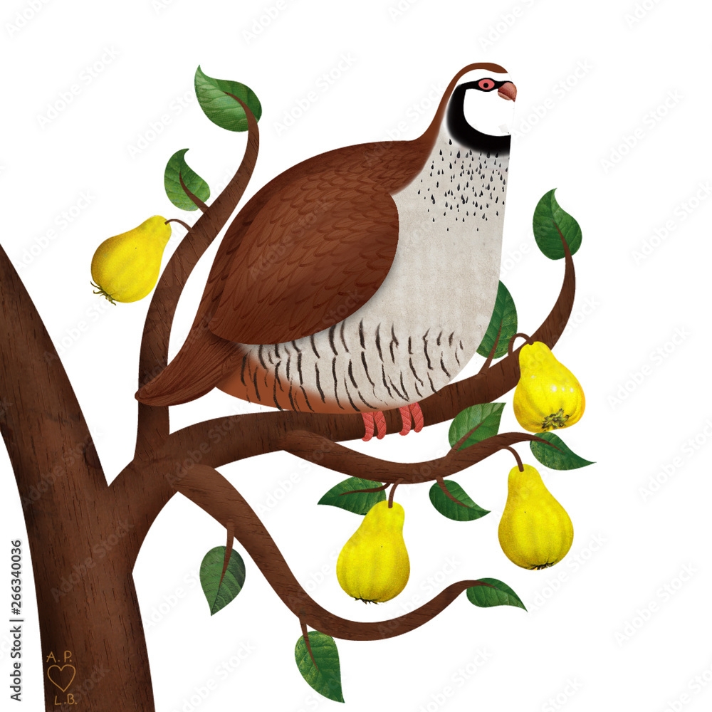 Free Partridge In A Pear Tree Clipart Download Free Partridge In A Free Partridge In A Pear Tree Clipart Download Free Partridge In A
