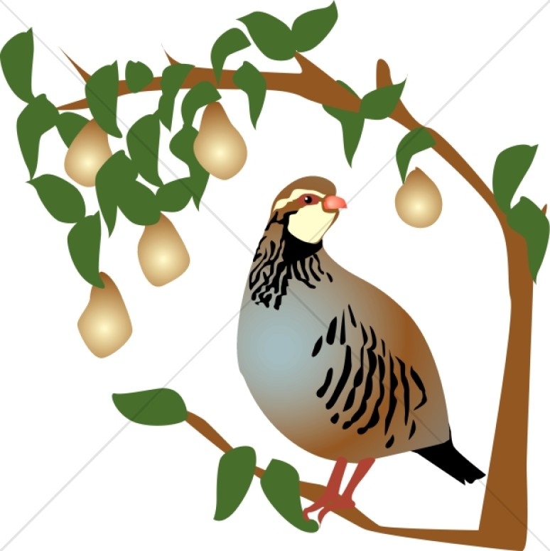 Partridge In A Pear Tree Clipart Partridge In A Pear Tree Clipart